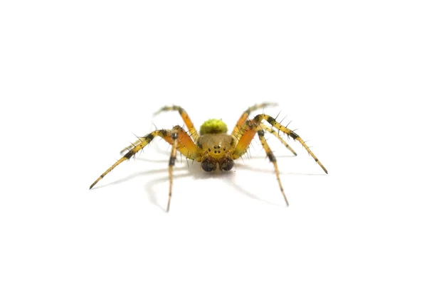 Людина-павук ізольовані — стокове фото