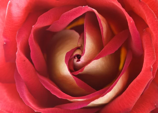 Текстура розы — стоковое фото