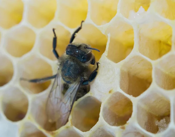 蜂の塗りつぶし — ストック写真