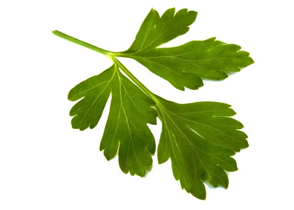 Sprig of parsley — Stock Photo, Image