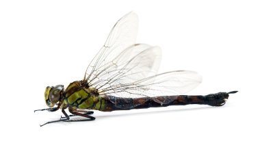 Dragonfly isolated clipart