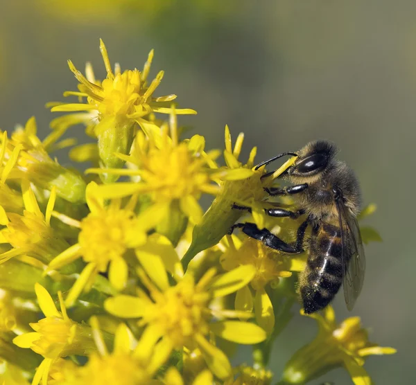蜜蜂收集花蜜 — 图库照片