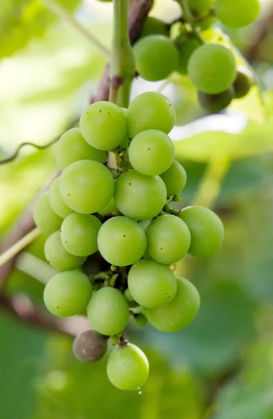 stock image Branch of grape vine