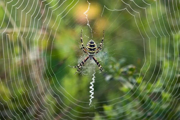 Barevné pavouk — Stock fotografie