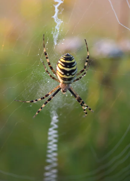 Красочный паук — стоковое фото