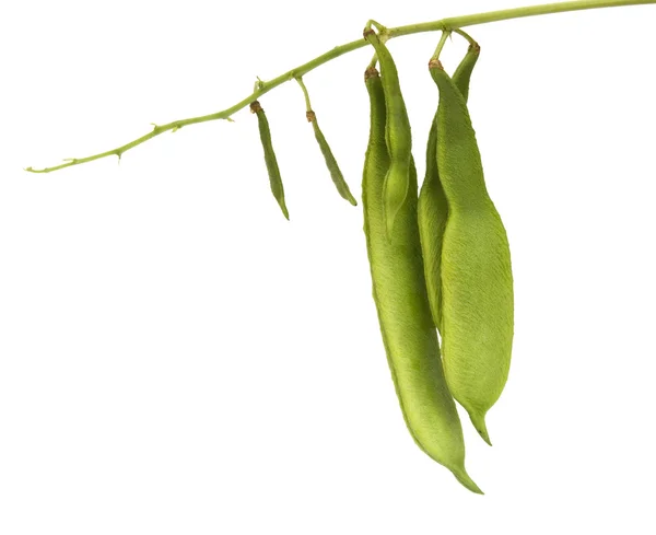 녹색 신장 콩 — 스톡 사진