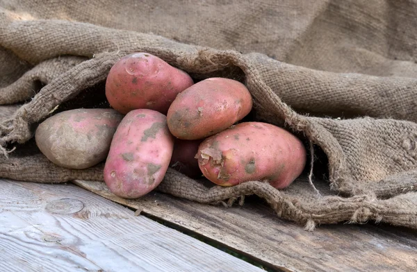 Урожай картоплі — стокове фото