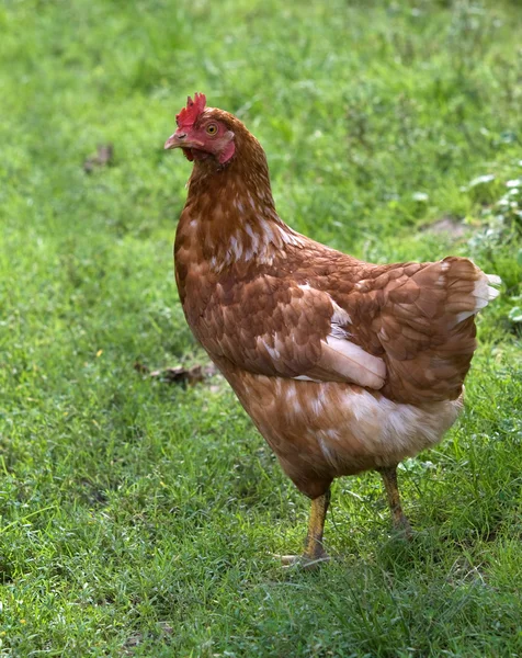 Hen is on a background — Stock Photo, Image