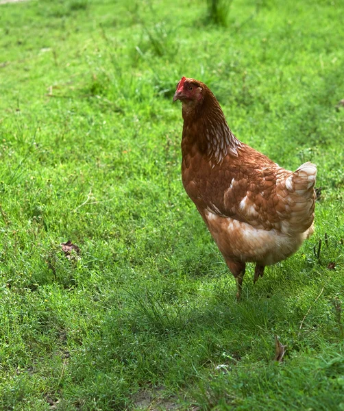 Hen in grass — Stock Photo, Image
