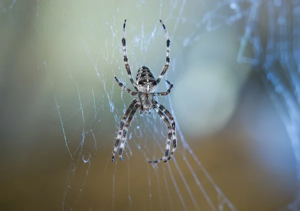 Duży pająk — Zdjęcie stockowe