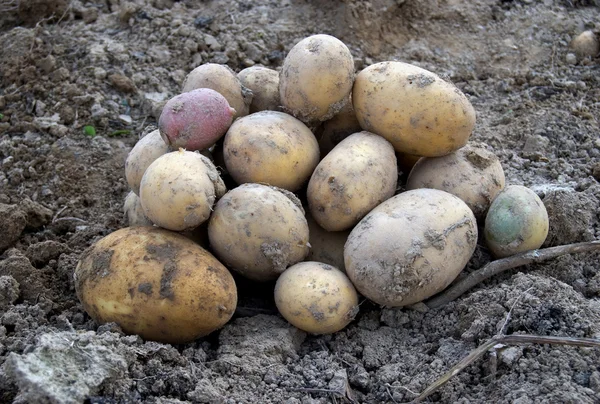 Potatoes at field — Stock Photo, Image