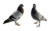Two grey pigeons