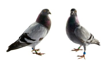 Two grey pigeons clipart