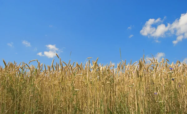 Pšenice je proti modré obloze — Stock fotografie