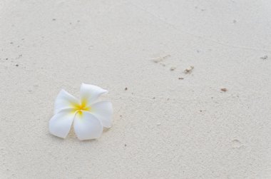 Frangipani