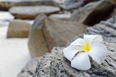 Frangipani