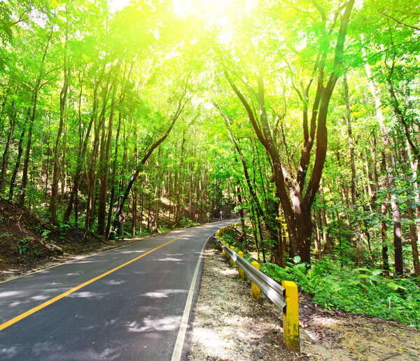 Road in green tropical forest.