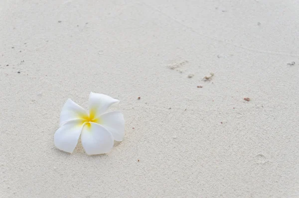 stock image Frangipani