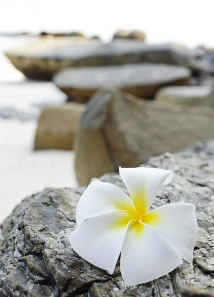 stock image Frangipani