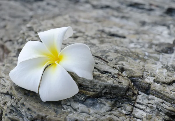 stock image Frangipani