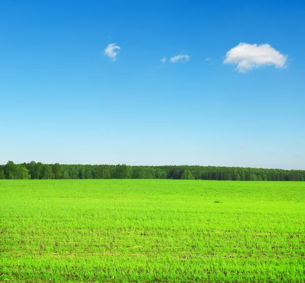 Небо и трава — стоковое фото