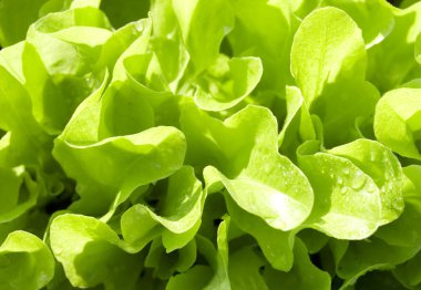 Fresh lettuce clipart