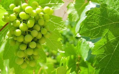 Green grape clipart