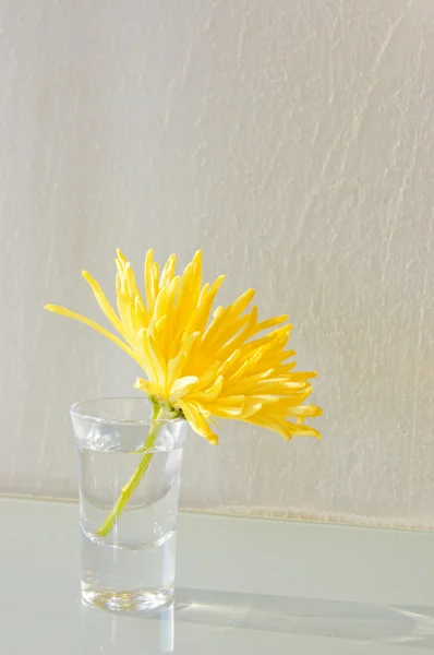 Cam çiçek — Stok fotoğraf