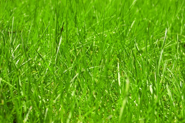 Grass background — Stock Photo, Image