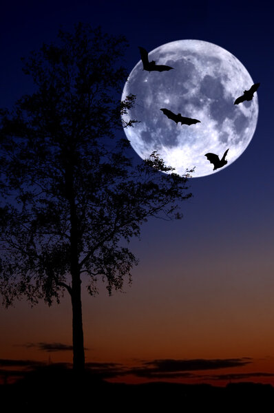 Bat's from tree over full moon