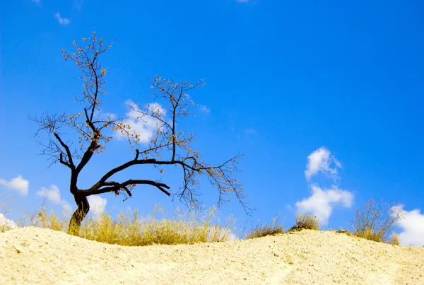 Árbol en el desierto —  Fotos de Stock