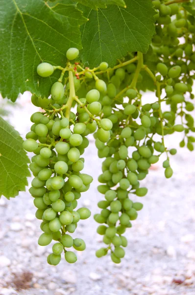 Zöld szőlő — Stock Fotó