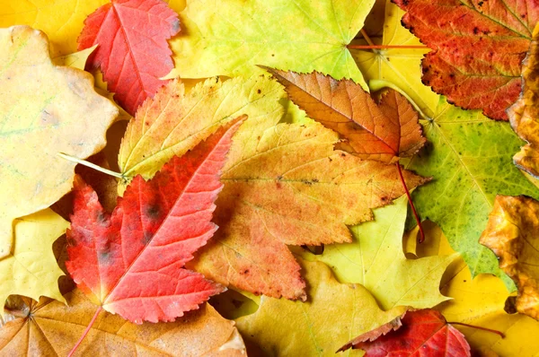 Maple leaves background — Stock Photo, Image