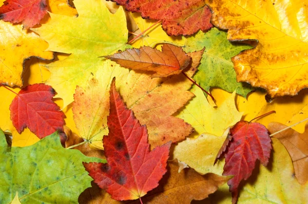 Arce hojas de fondo — Foto de Stock