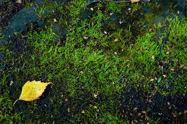 Moss y piedra — Foto de Stock