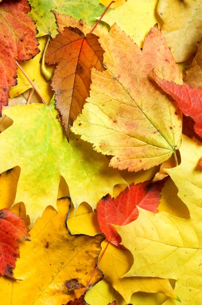 Maple leaves background — Stock Photo, Image