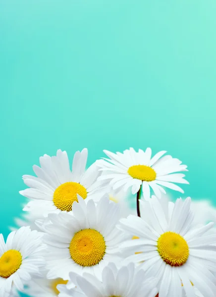Květy sedmikrásky — Stock fotografie