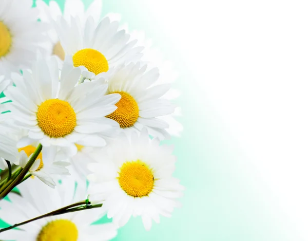 Daisy flowers — Stock Photo, Image