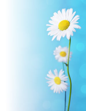 Daisy flowers clipart