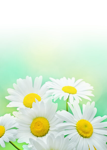 Daisy flowers on green background.