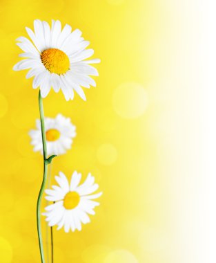 Daisy flowers clipart