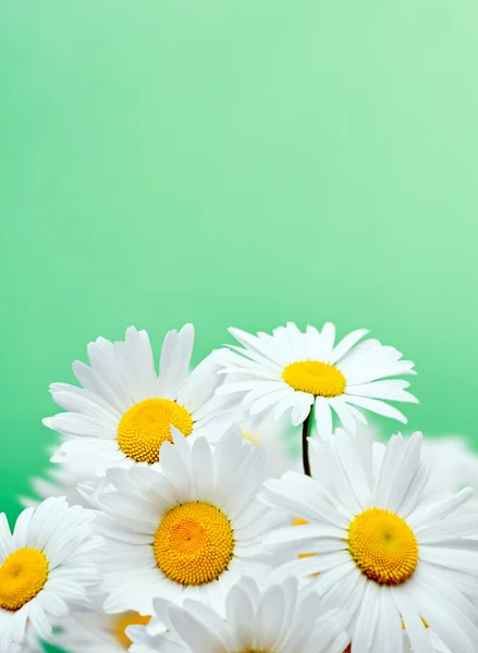 デイジーの花 — ストック写真