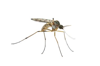 Mosquito clipart