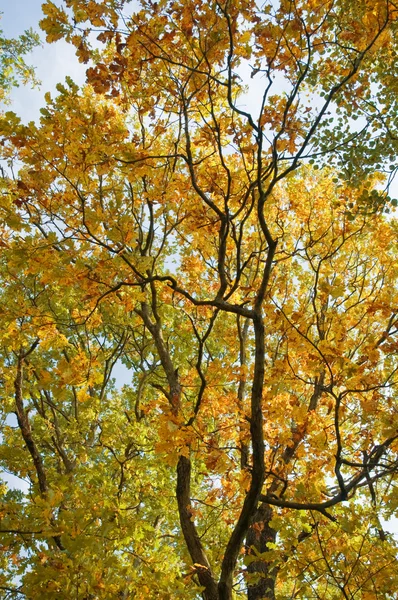 가을 — 스톡 사진