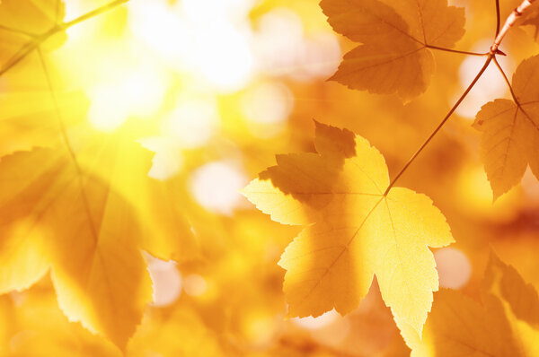 Maple leaf and sun rays