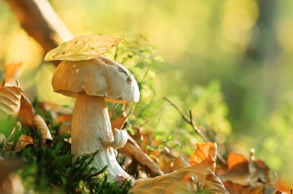 Stock image Mushroom