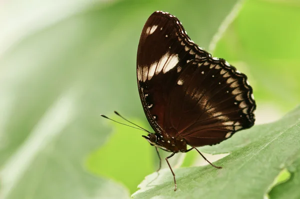 Motýl — Stock fotografie
