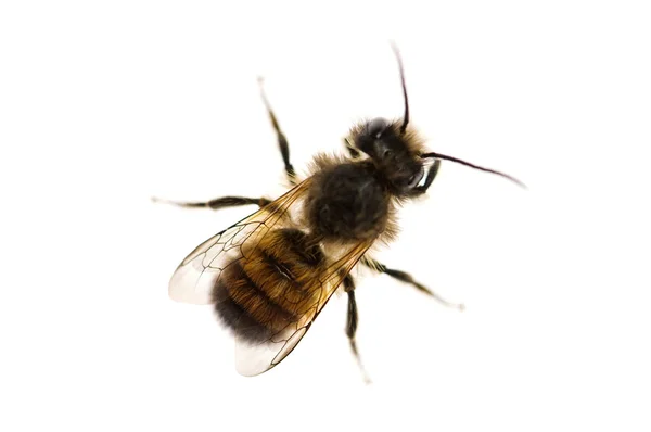 Μέλισσα απομονωμένη σε λευκό φόντο — Φωτογραφία Αρχείου