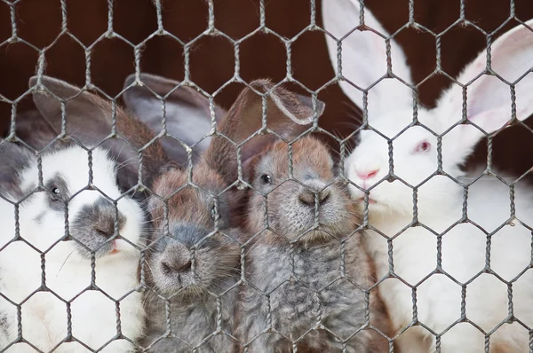 stock image Rabbit