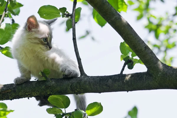 Malá kočka na stromě — Stock fotografie